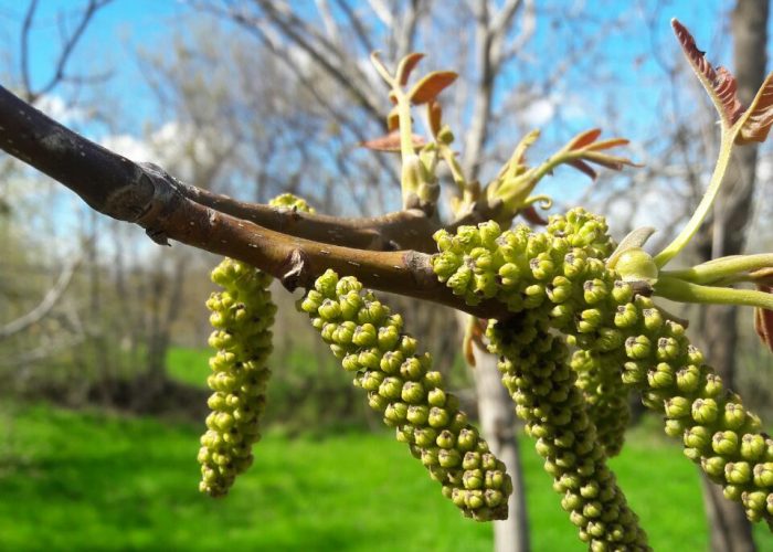 شکوفه درخت گردو در باغ پدربزرگم، میرزاباغی، روستای داران، جلفای ارس